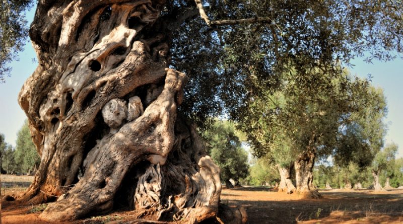Xylella, come il mondo&nbsp;cambia